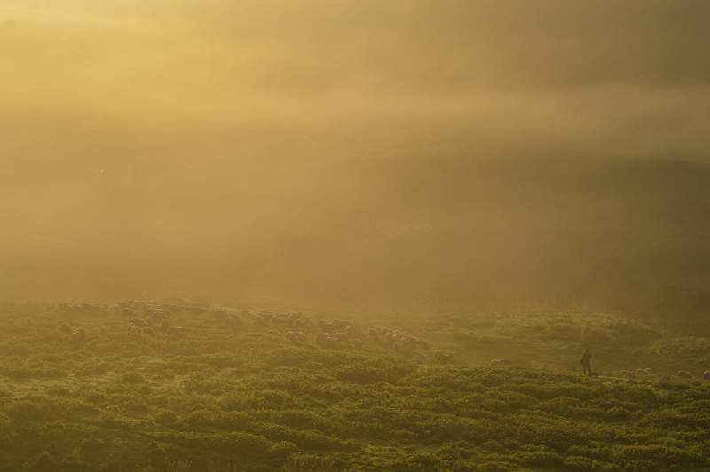 Alexandru Zăvoianu - Transhumanță.jpg